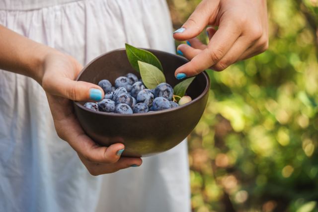 Heidelbeerzeit! 🫐😋 Habt ihr schon welche gepflückt? 🌿🫐 Diese leckeren Superfood-Früchte kommen von unserem Nachbarn @spargelhofkremmen und finden in unserer Konditorei ihren Weg in leckere Heidelbeer-Schmandtörtchen und erfrischenden Heidelbeerkuchen. 
Wie mögt ihr Heidelbeeren am liebsten? 🍰✨

#bäckerei #bäckereiplentz #bäcker #backen #bäckereiundkonditorei #frischgebackeneideen #brandenburg #berlin #ausflugaufsland #kaffeezeit #Heidelbeerzeit #Heidelbeeren #FrischVomNachbarn #KonditoreiLiebe #BackenMitHerz
#regionalgenießen #lokaleprodukte #Nachbarschaftsgefühl
#Heidelbeerkuchen #Heidelbeertörtchen #Fruchtgenuss #Superfood
 #SommerGenuss #LeckerSchmecker #FoodieLiebe
 #Foodstagram #InstagramFood